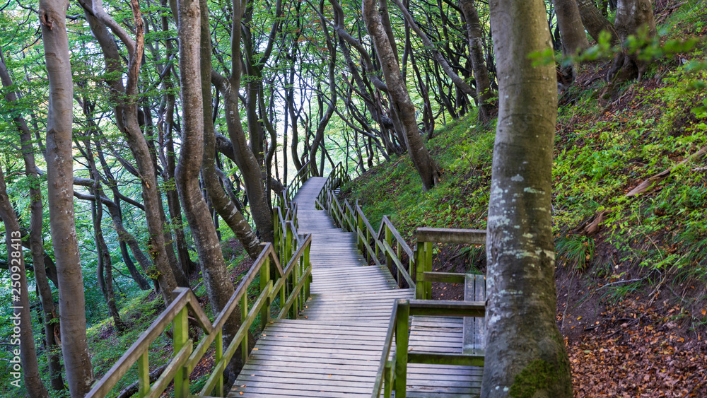 Fototapeta premium wooden walkway in forest