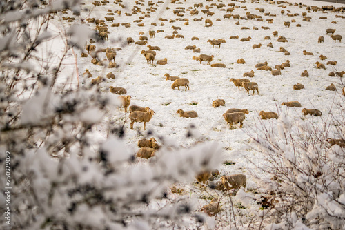 Wallpaper Mural Many sheep on the snowy pasture. Winter scene. Torontodigital.ca