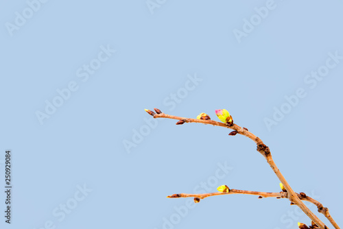 Blooming cherry branch isolated on blue background