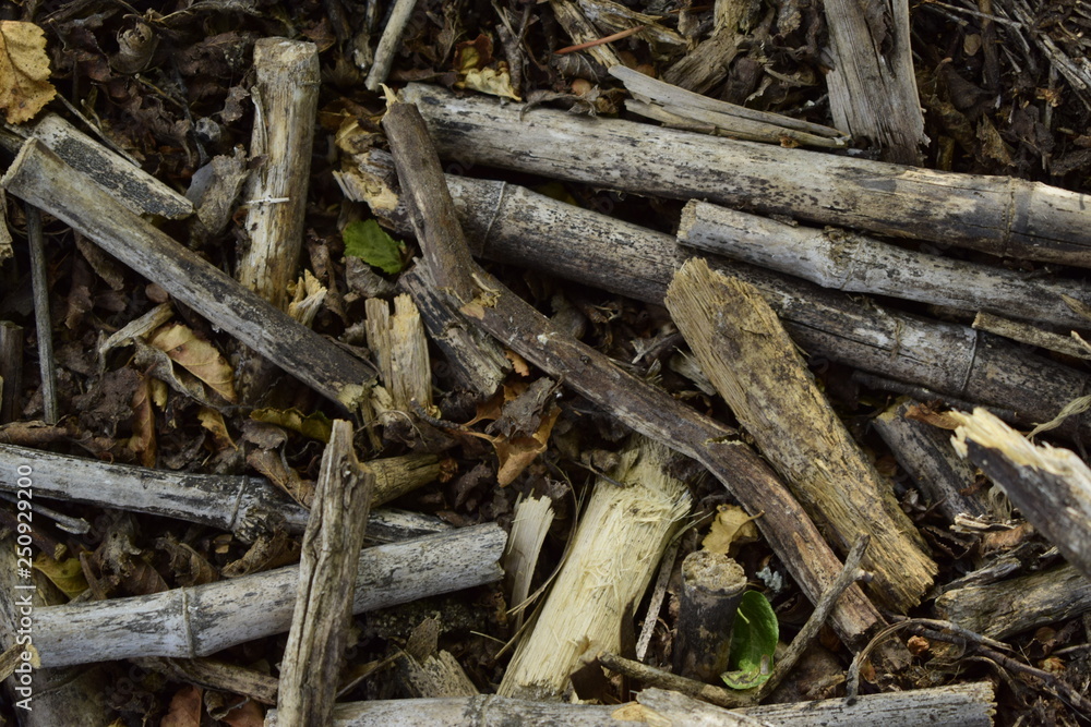 pedazos chicos de maderas tirados en el suelo