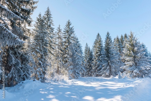 Snow mountain forest trees. Pine snow trees landscape
