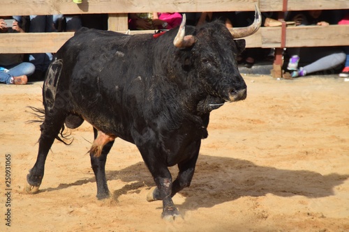 a bull