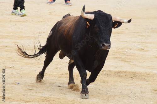 bull in field