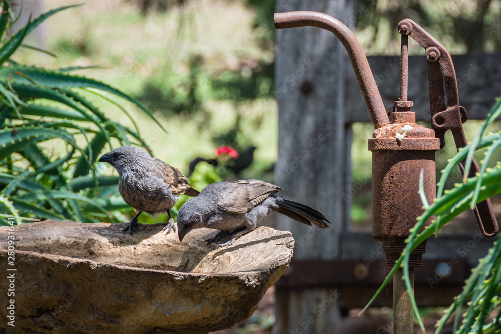 Fototapeta premium Bird Bath