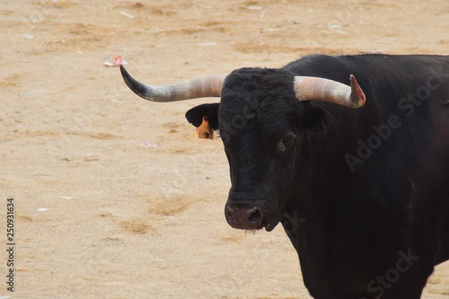 cow in field