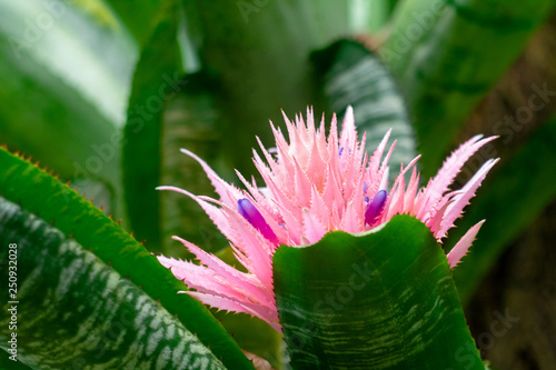 Photography Aechmea fasciata, flowering plant in the bromeliad family in close-up view
