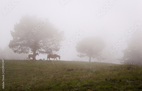 Scene of pines trees in fog, with a mare and her brood.