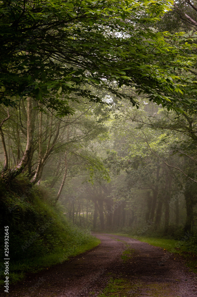 Fototapeta premium Winding dirt gravel road through sunny green forest illuminated by sunbeams through mist