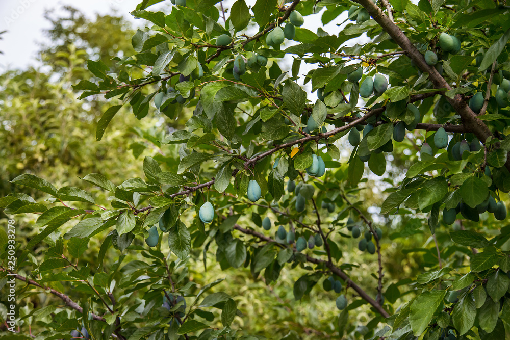 Young green fruits plums hang on a tree branch. Young green fruits plums hang on a tree branch.