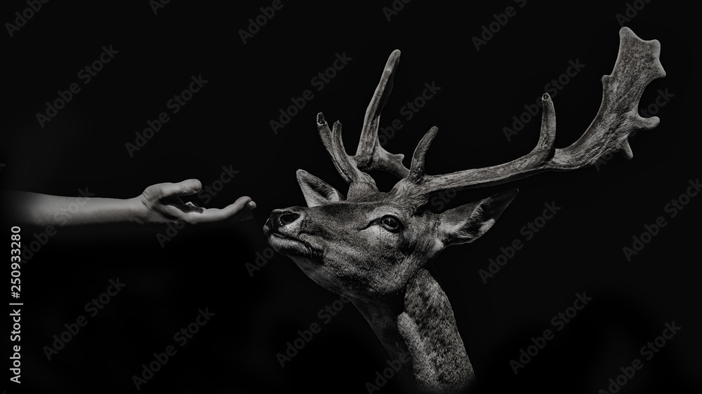 Deer smelling a hand to look for food isolated on black background. monochcromatic photography