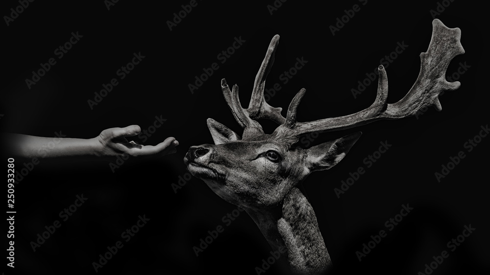 Fototapeta premium Deer smelling a hand to look for food isolated on black background. monochcromatic photography