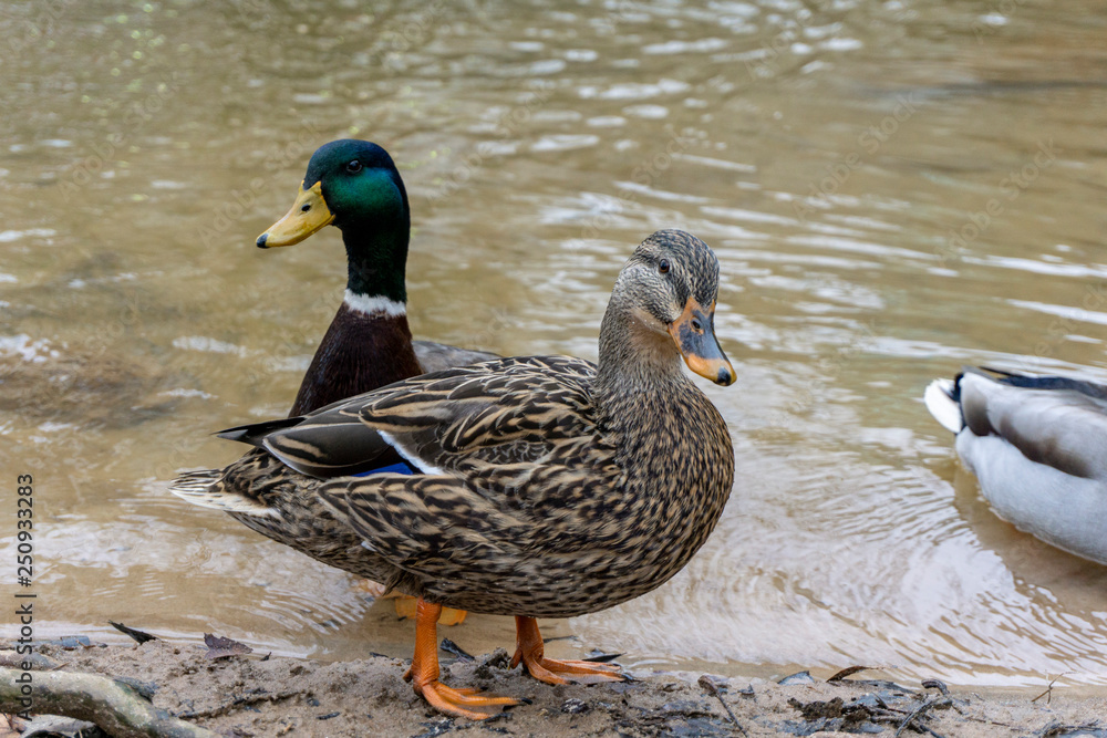 Mallard Duck Mallard Duck