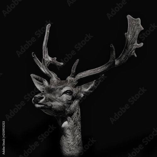 head deer isolated on black background. monochcromatic photography