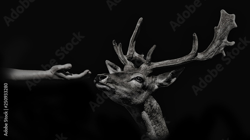 Deer smelling a hand to look for food isolated on black background. monochcromatic photography © Blackdorian