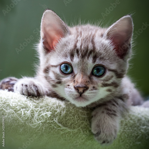 Snow Bengal Kitten