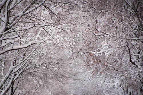 Fresh snow fall on trees. Stunning composition. Room for text