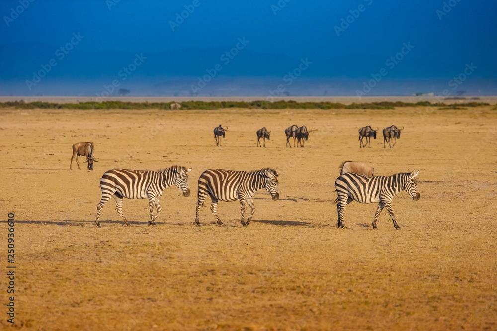 Kenya. Zebras and antelopes. Journey to Africa. Kenya Animals. Safari.  Savanna early morning. Animals graze on the African prairie. Exotic animals.  Stock Photo | Adobe Stock