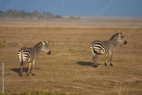 Kenya. Africa. Zebras. Trav...