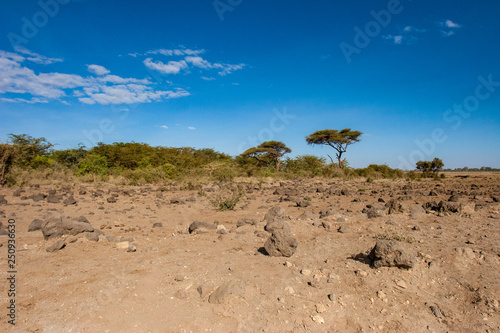 Kenya. Africa. African acacias on the horizon. Savannah terrain with rocks and sand. Sunny day in the savannah. Landscape of Kenya. African safari.