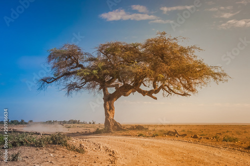 Kenya. Africa. A lone afric...