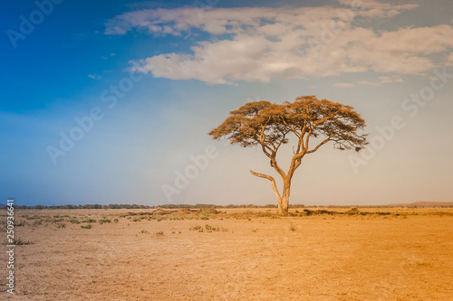 Fototapeta Naklejka Na Ścianę i Meble -  Kenya. Africa. Lonely standing African acacia in the savannah terrain. African trees. Sunny day. Panorama of Kenya. Safari in Africa.
