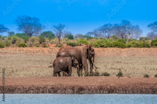 Kenya. Africa. African elep...