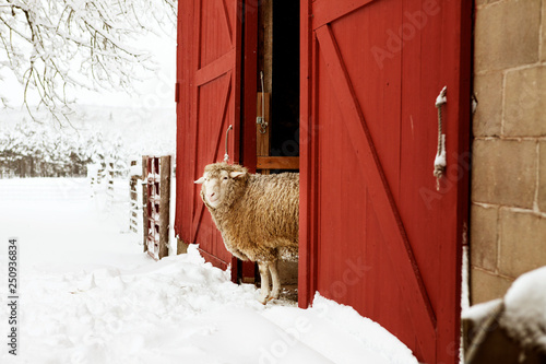 Sheep peeking out barn door 