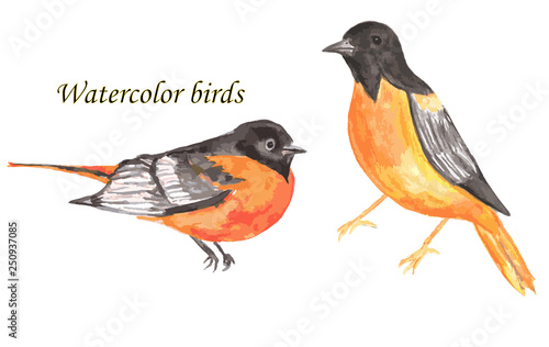 Set of yellow orioles isolated. Watercolor.