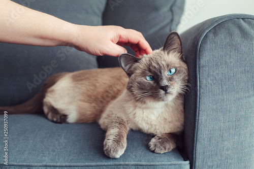 Foto Beautiful colorpoint blue-eyed cat lying on couch sofa