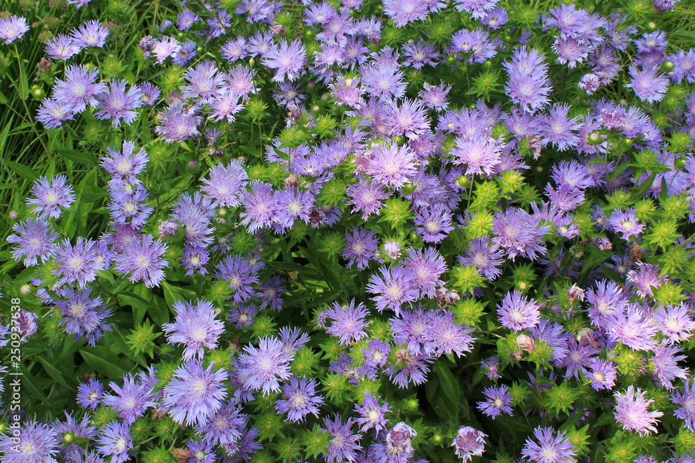 Obraz premium purple flowers in the garden