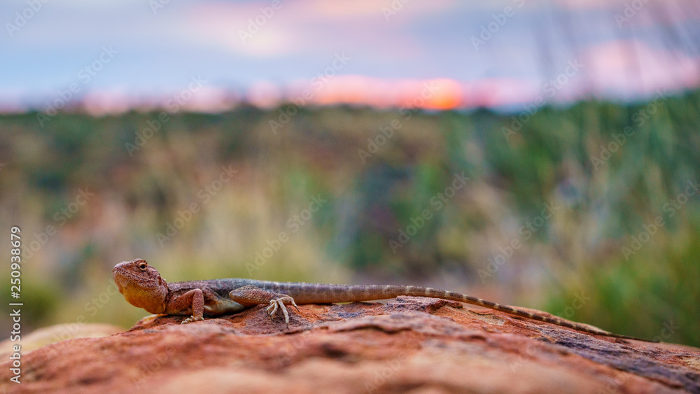 Fototapeta premium lizard in the sunset of kings canyon, northern territory, australia 6