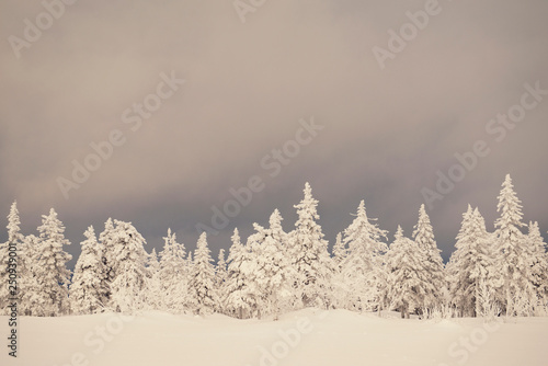 View of snowcapped forest  photo