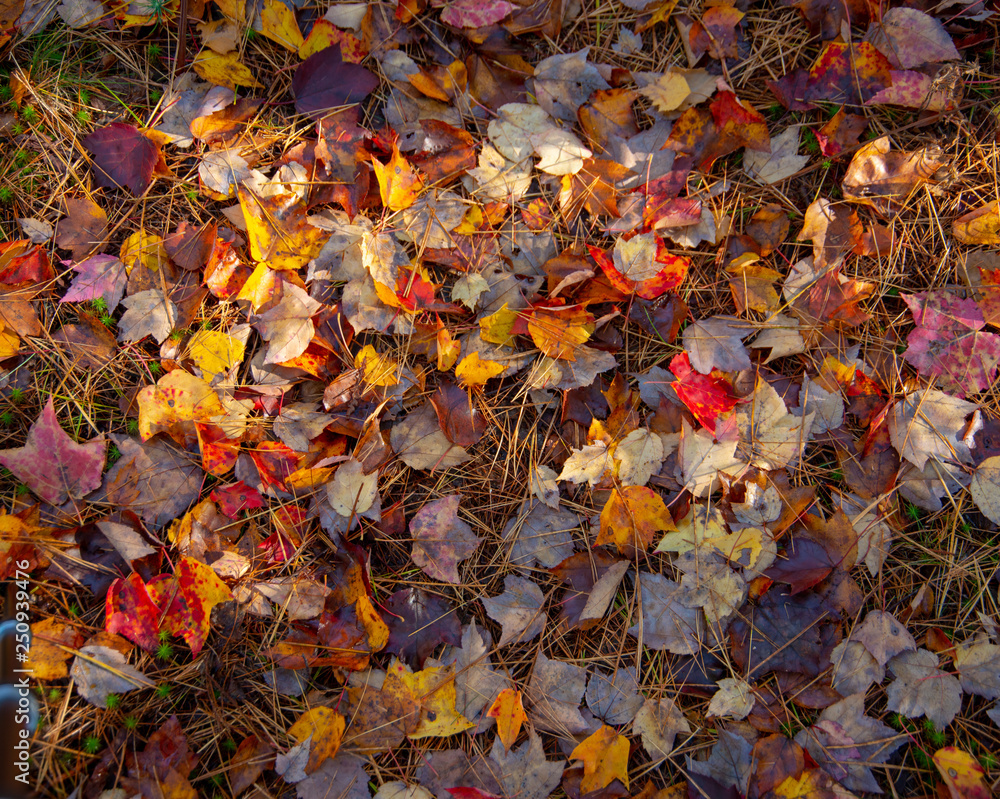Fall leaves on forrest floor in Acadia National Park Maine USA Fall leaves on forrest floor in Acadia National Park Maine USA