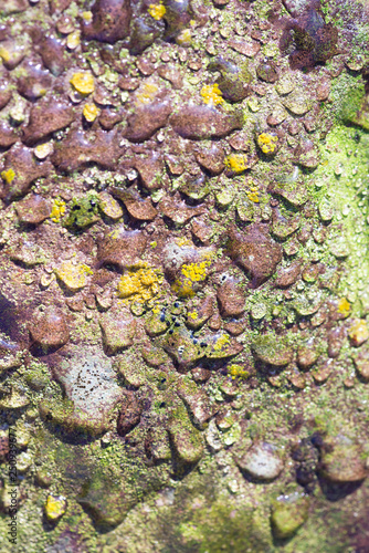 lichen on a rock photo