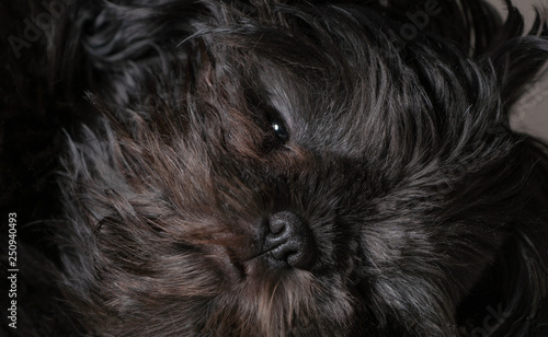 Black shih-tzu puppy dog sleeping with black back ground