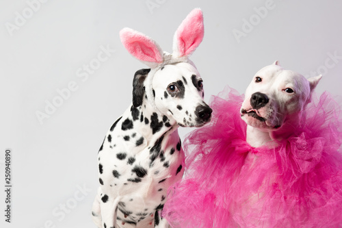Two dogs in funny pink costums in front of white background. Dalmatian and staffordshire. Friendship concept
