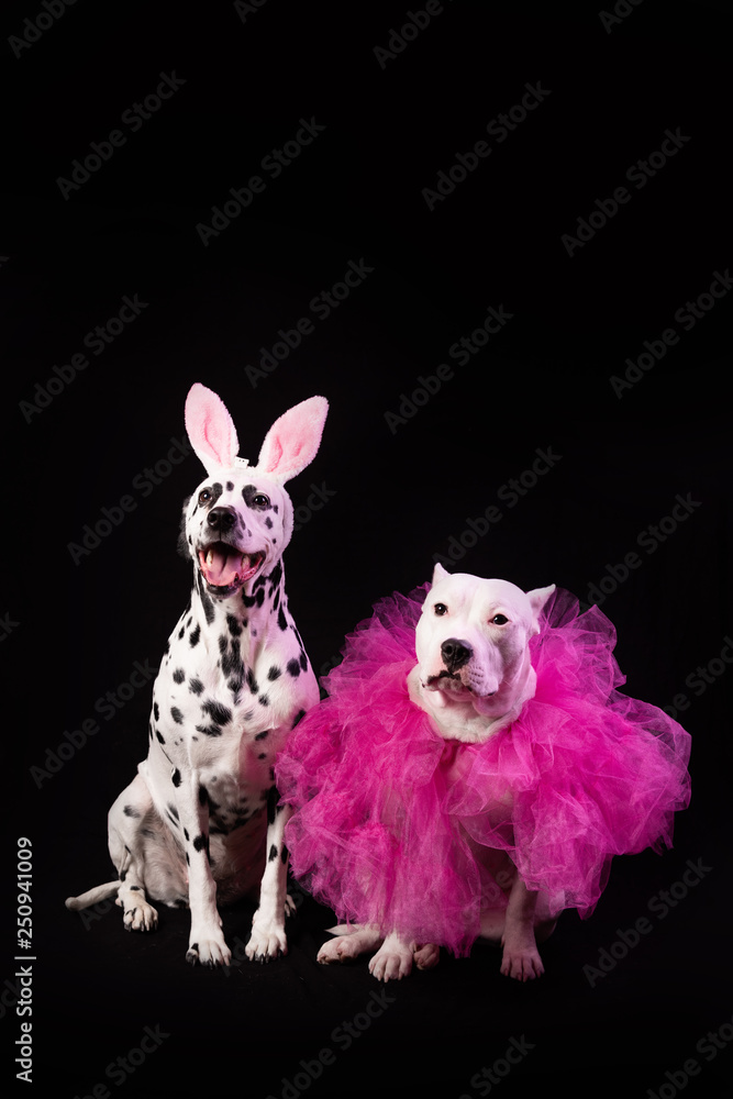 Two dogs in funny pink costums in front of black background. Dalmatian and staffordshire with rabbit ears and pink collars. Party dance concept