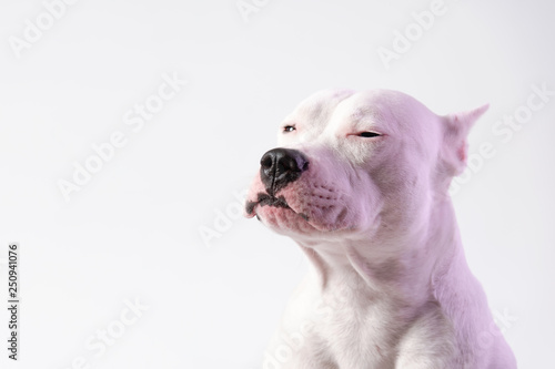 Portrait of cute staffordshire bull terrier in front of white background. Dog squints. Place for text