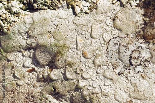 lichen on a rock