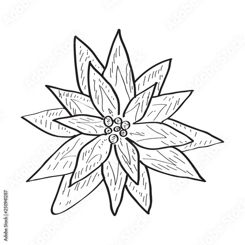 Isolated sketch of a flower. Vector illustration design