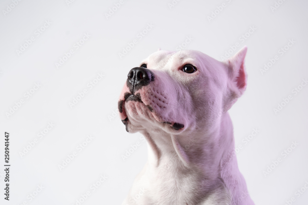 Portrait of cute staffordshire bull terrier in front of white background. Place for text