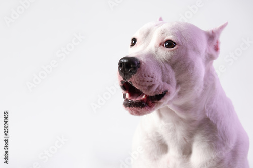 Portrait of cute staffordshire bull terrier in front of white background. Place for text