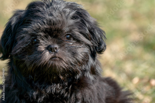 Black shih tzu puppy sitting in grass field