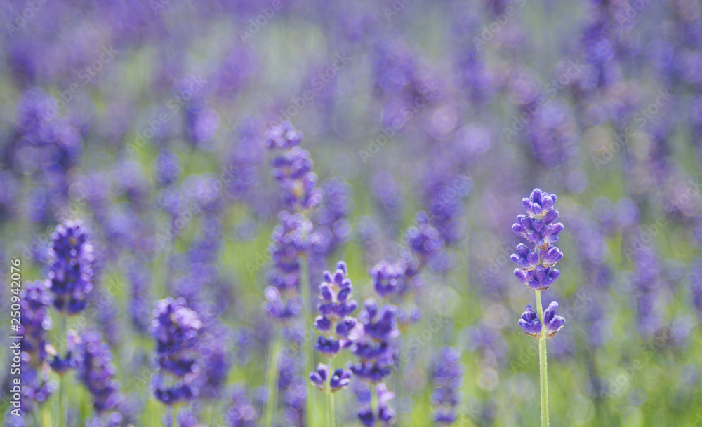 Fototapeta premium 花 素材