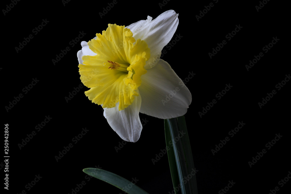 Fototapeta premium Yellow and White Daffodil on Black BG