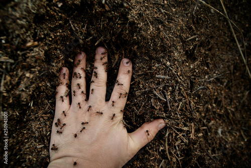 Ants on man's hand  photo