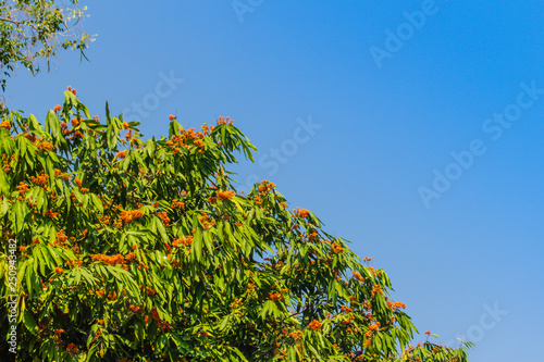 Beautiful orange asoka tree flowers (Saraca indica) on tree with green leaves background. Saraca indica, alsoknown as asoka-tree, Ashok or Asoca, saraca, Sorrowless tree. photo