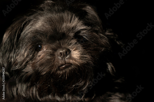 black Shih tzu puppy dog with beautiful eyes