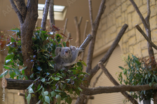 Photography koala