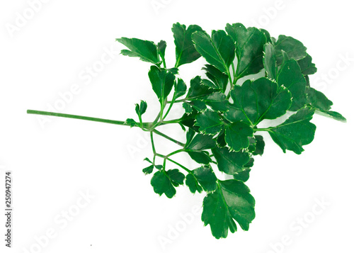 Leaves on a white background. The leaves are the part that creates food by the process of photosynthesis. The leaves have different sizes and shapes.